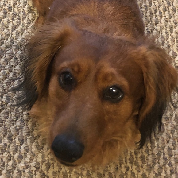 Meet your Posher, Bethany - Picture 1 of 1